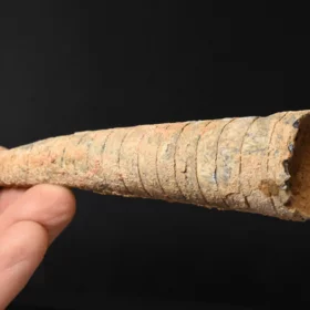 Orthoceras