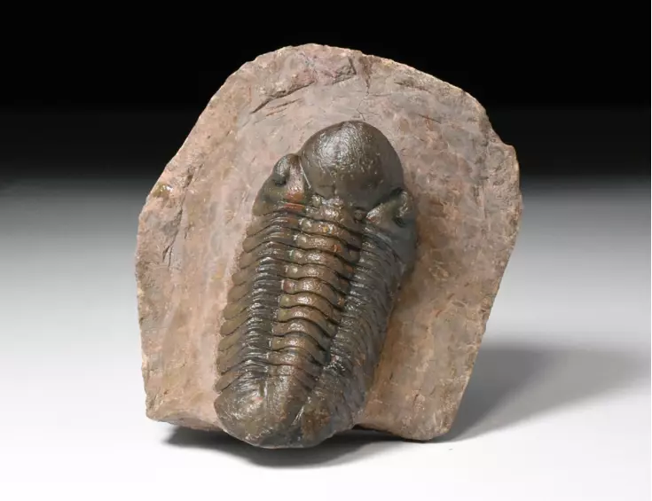 trilobit Reedops cephalotes