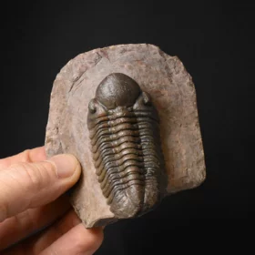trilobit Reedops cephalotes
