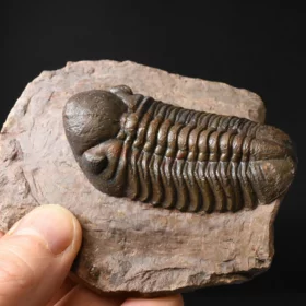 trilobit Reedops cephalotes