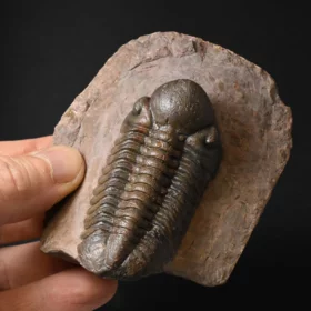 trilobit Reedops cephalotes