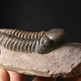 trilobit Reedops cephalotes