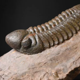 trilobit Reedops cephalotes