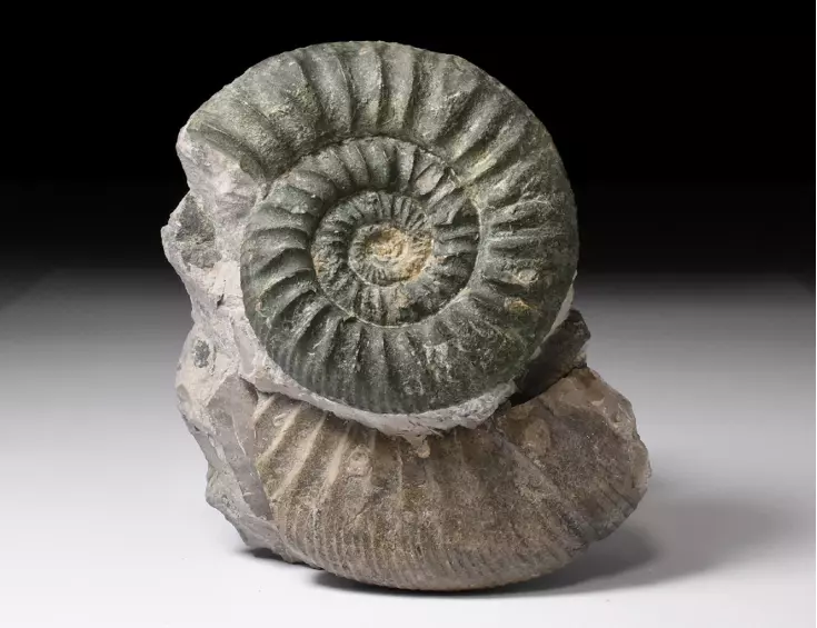 amonit Ortosphinctes tiziani