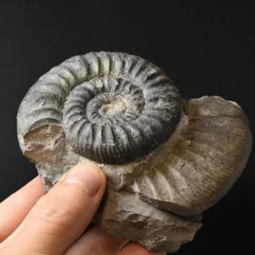 amonit Ortosphinctes tiziani