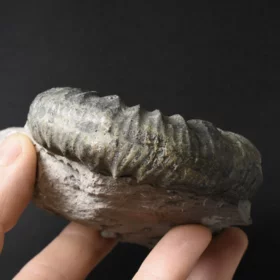 amonit Ortosphinctes tiziani