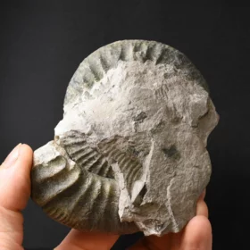 amonit Ortosphinctes tiziani