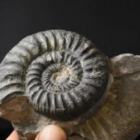amonit Ortosphinctes tiziani
