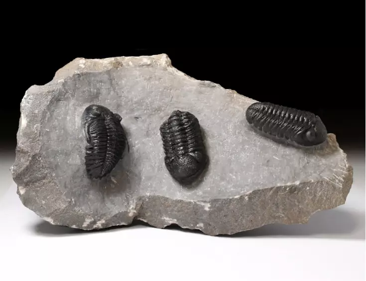 trilobiti Hollardops a Phacops