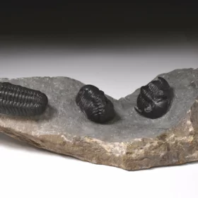 trilobiti Hollardops a Phacops