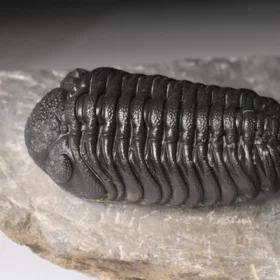 trilobiti Hollardops a Phacops