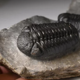 trilobiti Hollardops a Phacops