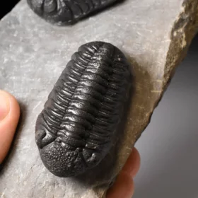trilobiti Hollardops a Phacops