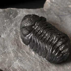 trilobiti Hollardops a Phacops