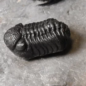trilobiti Hollardops a Phacops