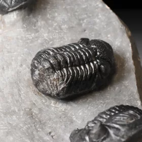 trilobiti Hollardops a Phacops