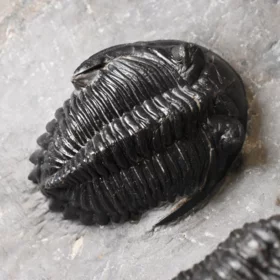 trilobiti Hollardops a Phacops