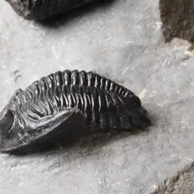 trilobiti Hollardops a Phacops