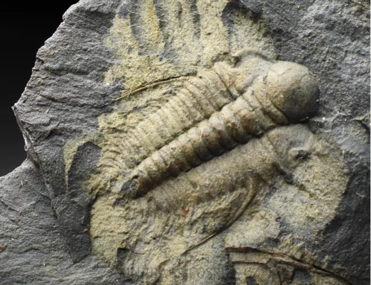 trilobit Rejkocephalus rotundatus
