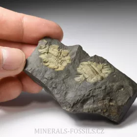 trilobit Rejkocephalus rotundatus