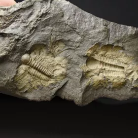 trilobit Rejkocephalus rotundatus