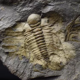 trilobit Rejkocephalus rotundatus