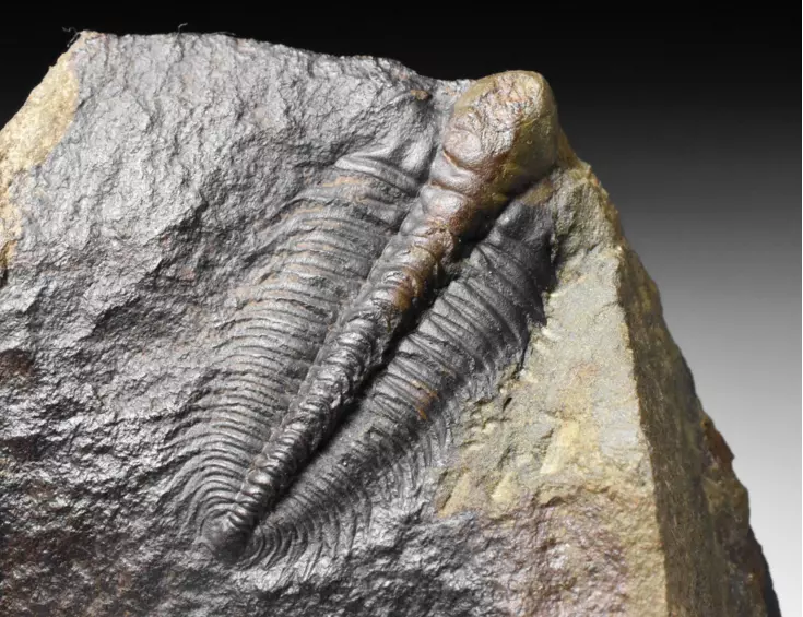 trilobit Hydrocephalus minor