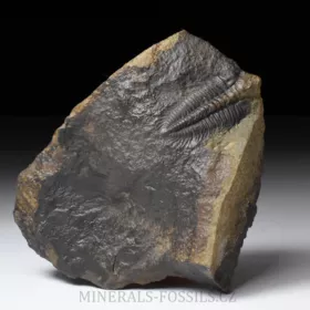 trilobit Hydrocephalus minor