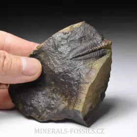 trilobit Hydrocephalus minor