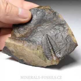 trilobit Hydrocephalus minor