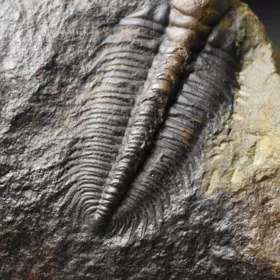 trilobit Hydrocephalus minor
