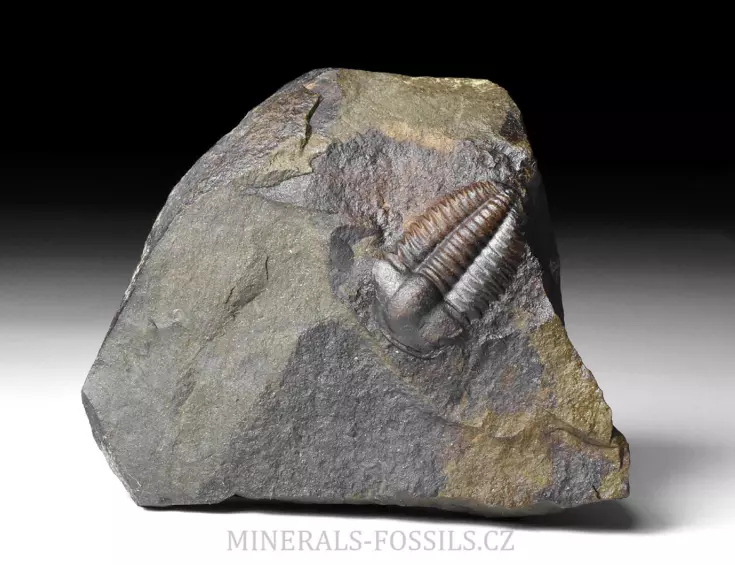 trilobit Ellipsocephalus hoffi