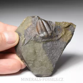 trilobit Ellipsocephalus hoffi