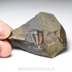 trilobit Ellipsocephalus hoffi