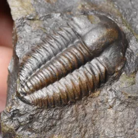 trilobit Ellipsocephalus hoffi