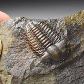 trilobit Ellipsocephalus hoffi
