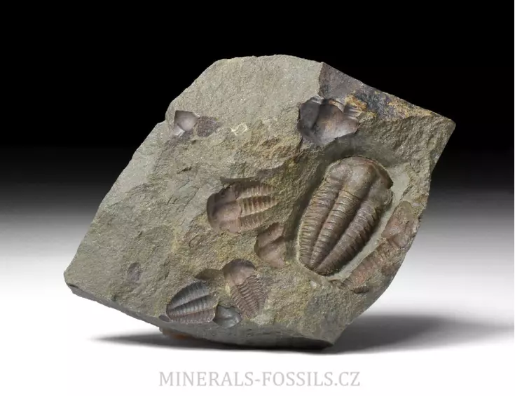 trilobit Ellipsocephalus hoffi