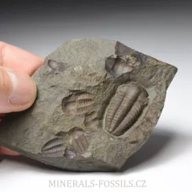 trilobit Ellipsocephalus hoffi