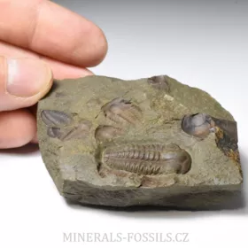 trilobit Ellipsocephalus hoffi