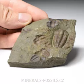 trilobit Ellipsocephalus hoffi