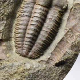 trilobit Ellipsocephalus hoffi