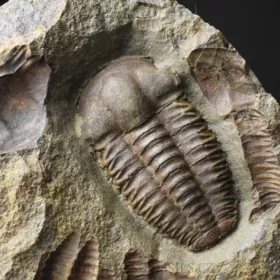 trilobit Ellipsocephalus hoffi