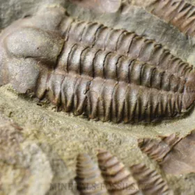 trilobit Ellipsocephalus hoffi