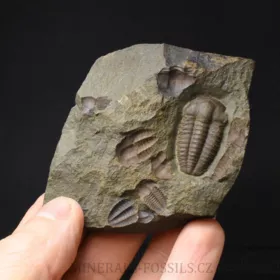 trilobit Ellipsocephalus hoffi