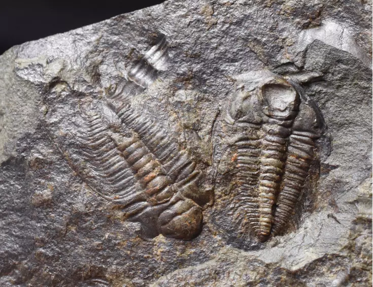 trilobit Rejkocephalus rotundatus