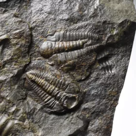 trilobit Rejkocephalus rotundatus
