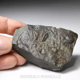 trilobit Rejkocephalus rotundatus