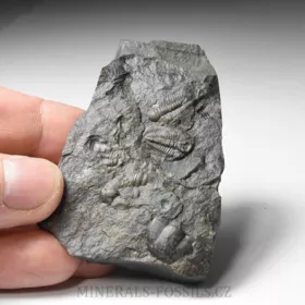 trilobit Rejkocephalus rotundatus