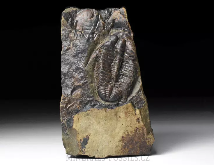 trilobit Mikaparia milena