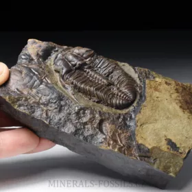 trilobit Mikaparia milena